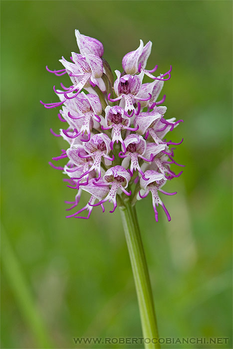 Orchis simia bianca ...?...